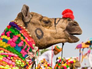 Historic Rajasthan Tour Package | Go Discover Abroad